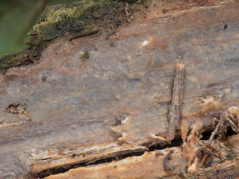 Phlebia ochraceofulva